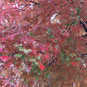 Meet your Posher, Era